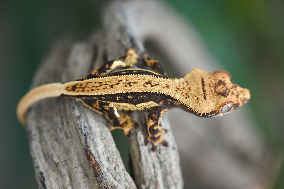 Thumbnail: High Contrast Quad-Stripe Crested Gecko
