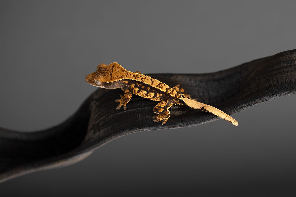Thumbnail: High Contrast Pinstripe Crested Gecko
