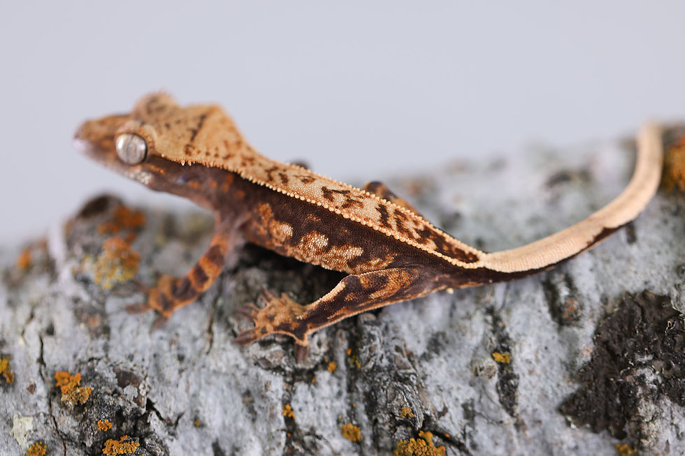 Pinstripe Crested Gecko