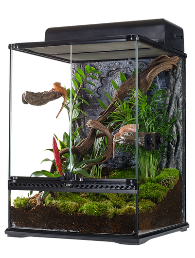 crested gecko care fringemorphs crested gecko tank size