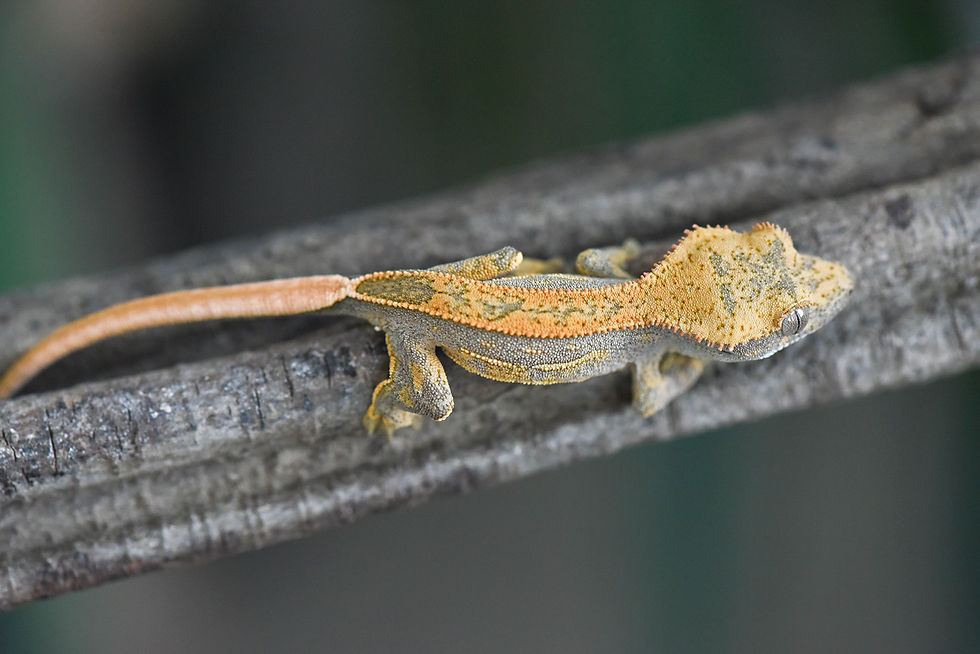 Thumbnail: Tangerine Quad Stripe Crested Gecko