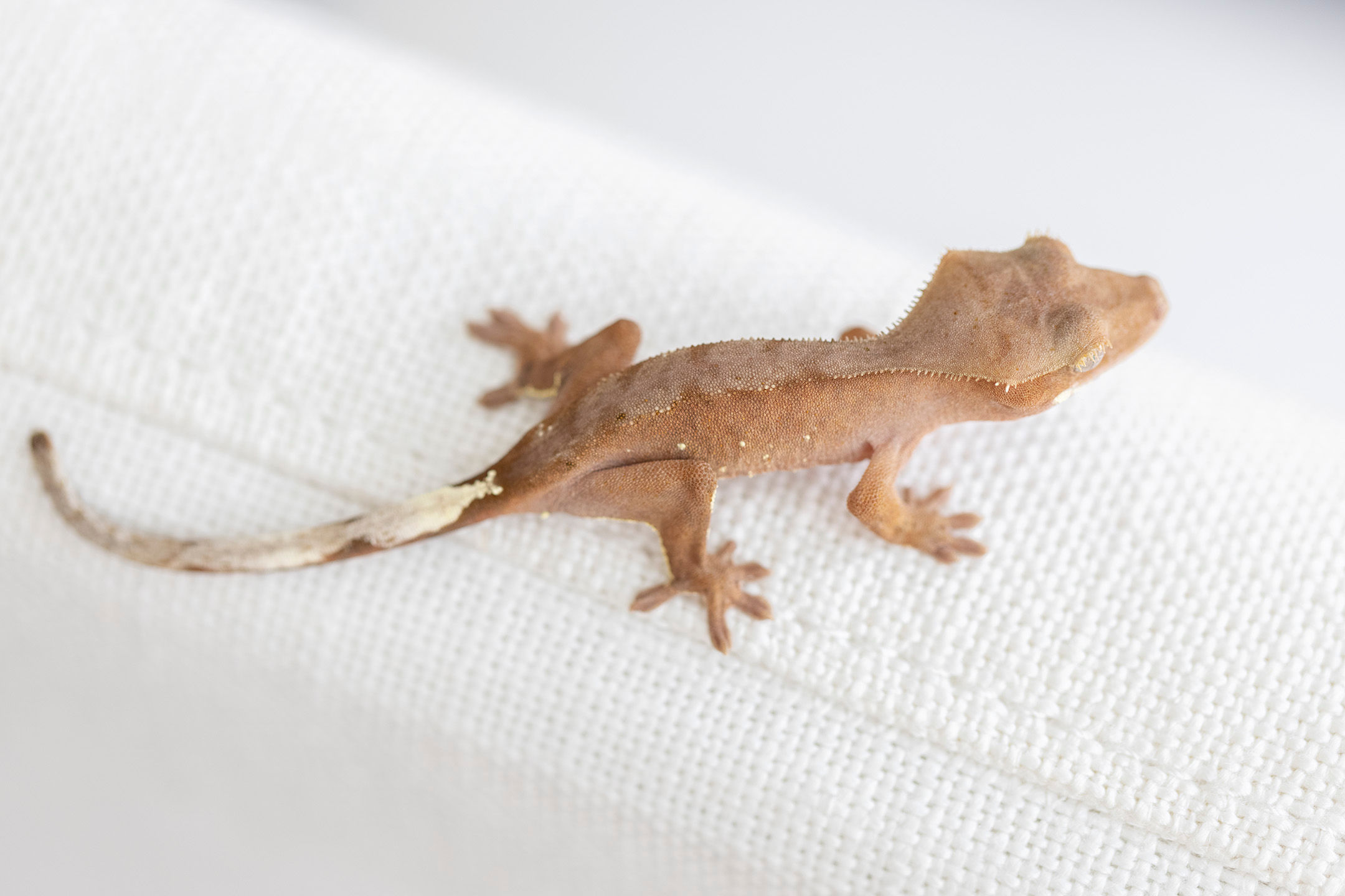 Red with White Portholes Crested Gecko