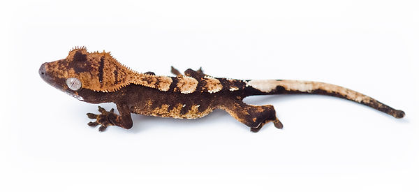 Crested Gecko physical description