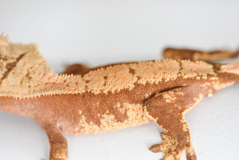 Thumbnail: Red & Cream Harlequin Crested Gecko
