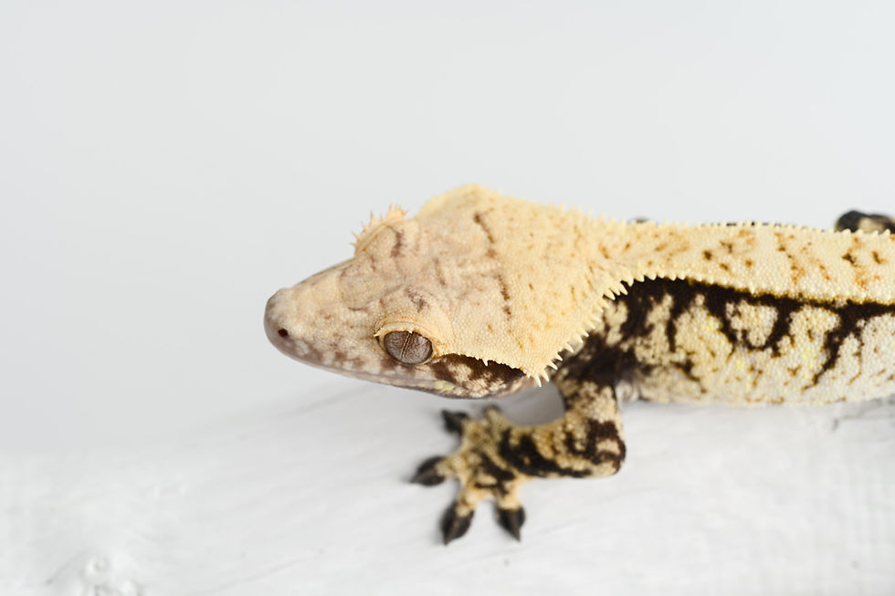 Thumbnail: High-White Extreme Harlequin Crested Gecko