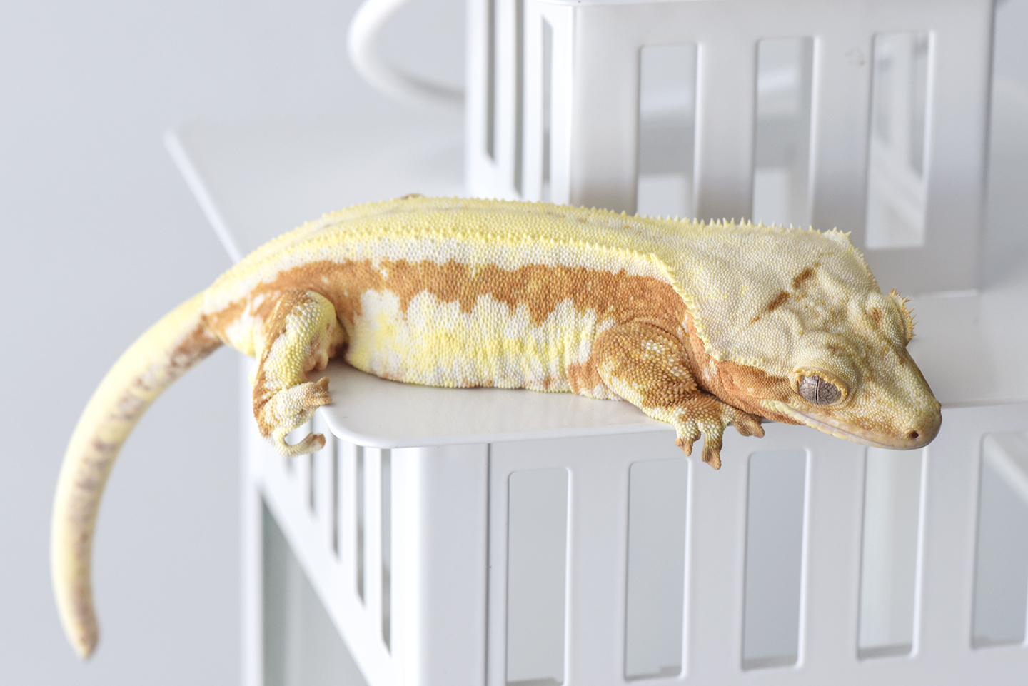 Creamsicle Lilly White Crested Gecko Dreamsicle Fringemorphs