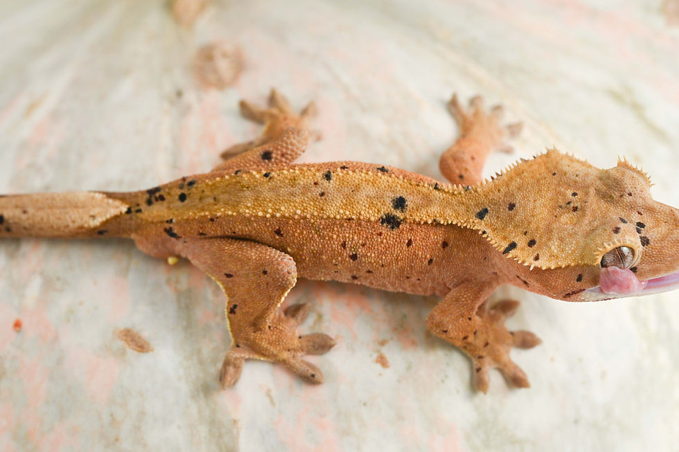 Thumbnail: Mardi Gras Super Dalmatian Crested Gecko
