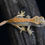 Thumbnail: Tangerine Harlequin Crested Gecko