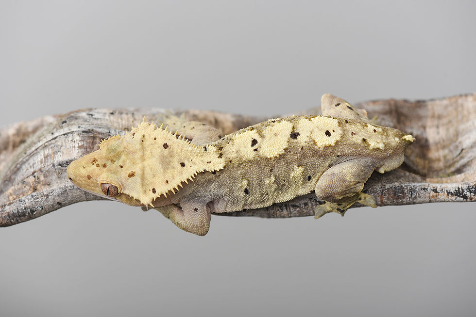 Harlequin Dalmatian Crested Gecko