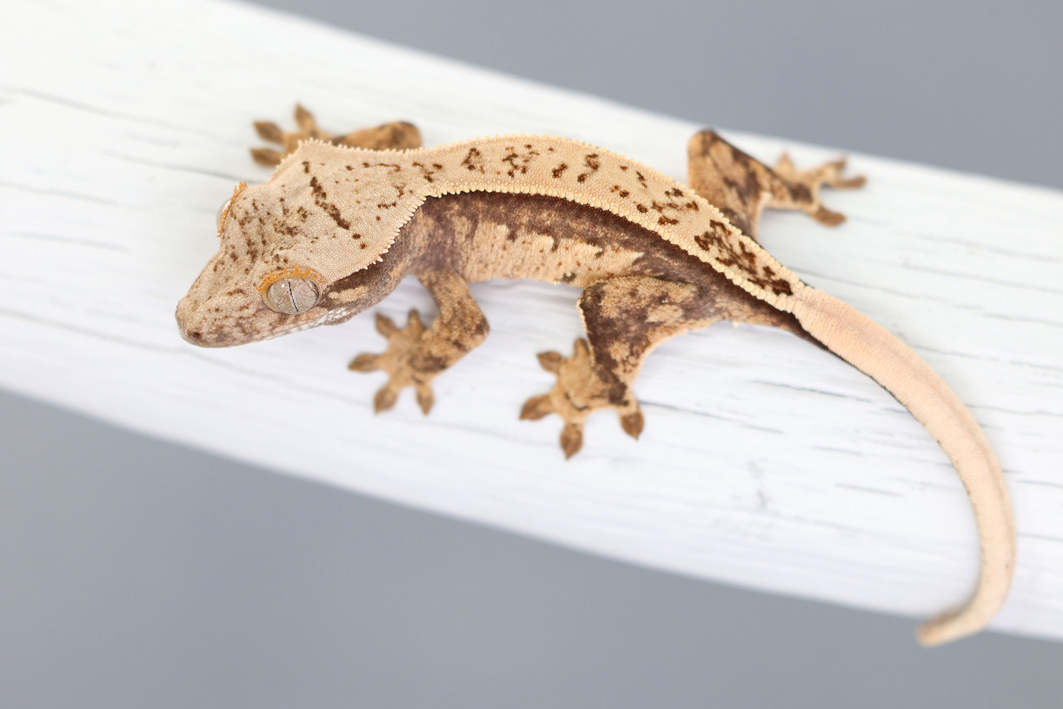 White Wall Full Pinstripe Crested Gecko