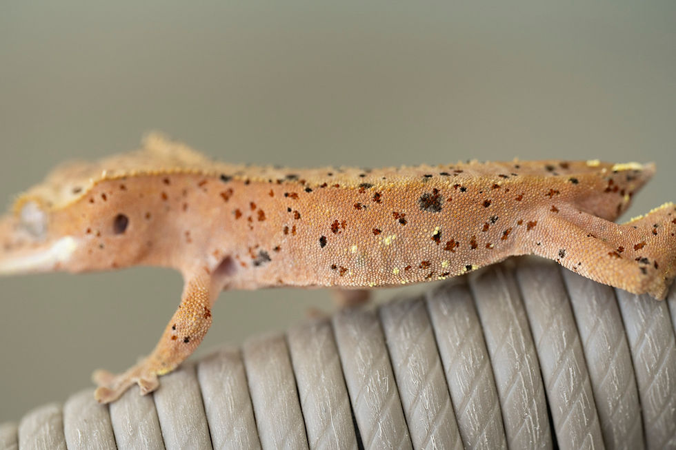 Thumbnail: Mardi Gras Super Dalmatian Crested Gecko