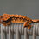 Thumbnail: Partial Pinstripe Crested Gecko