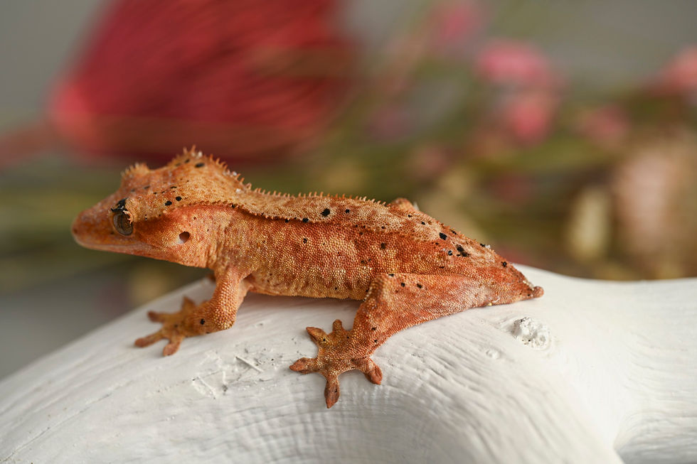Black and Red Spotted Dalmatian Crested Gecko
