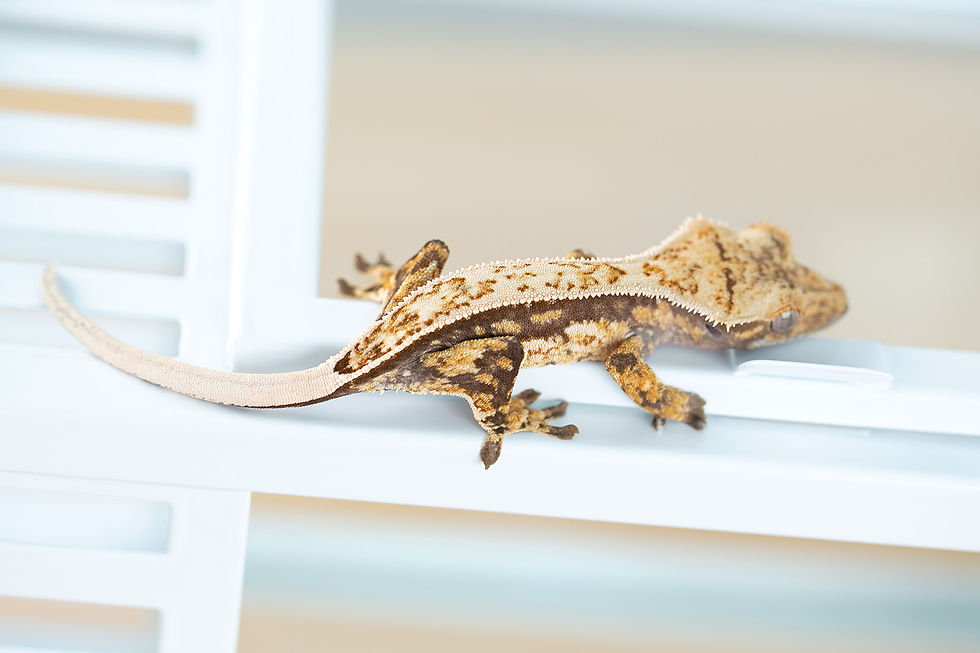 Thumbnail: Pinstripe Crested Gecko