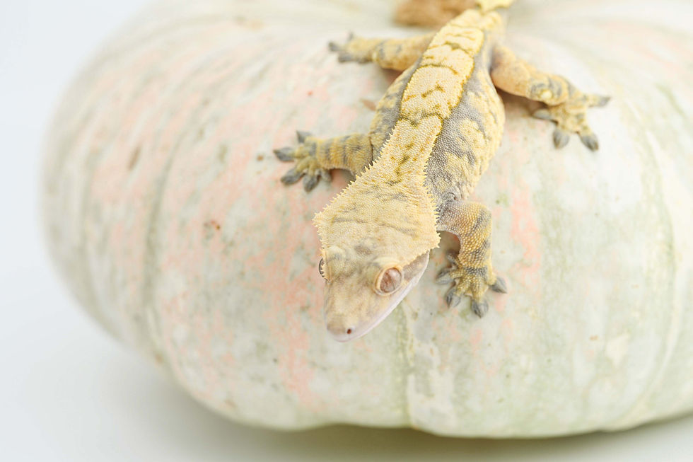 Thumbnail: High Contrast Extreme Harlequin Crested Gecko