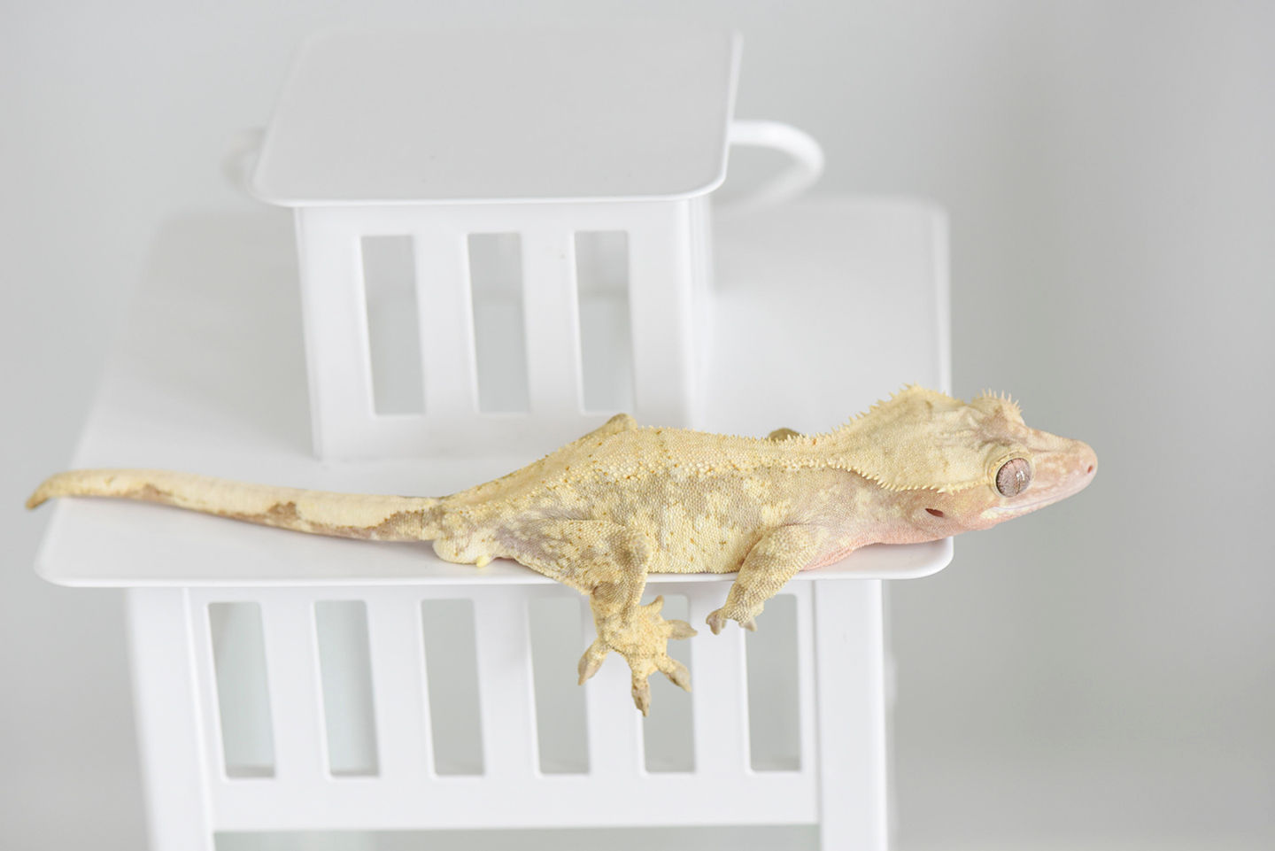 Red & Cream Extreme Harlequin Crested Gecko