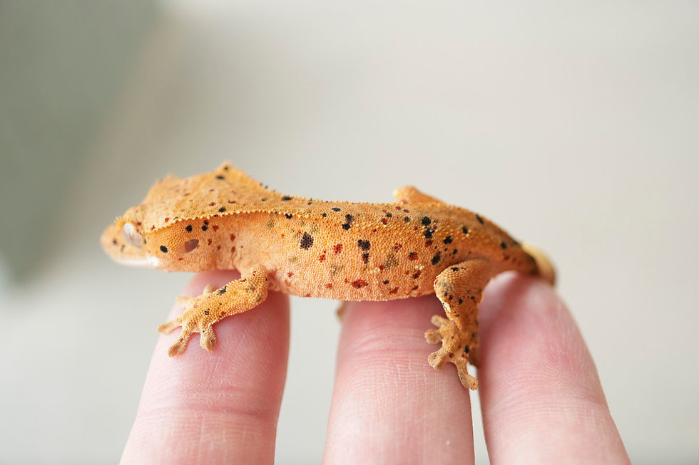 Thumbnail: Mardi Gras Super Dalmatian Crested Gecko