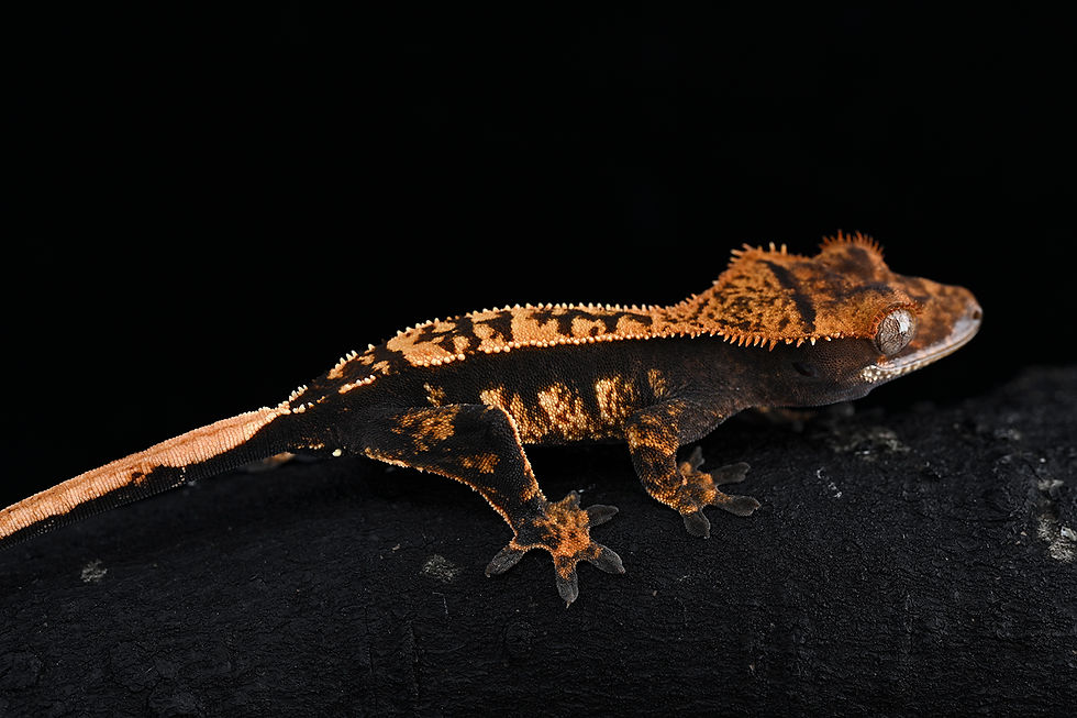 Thumbnail: High Contrast Pinstripe Crested Gecko