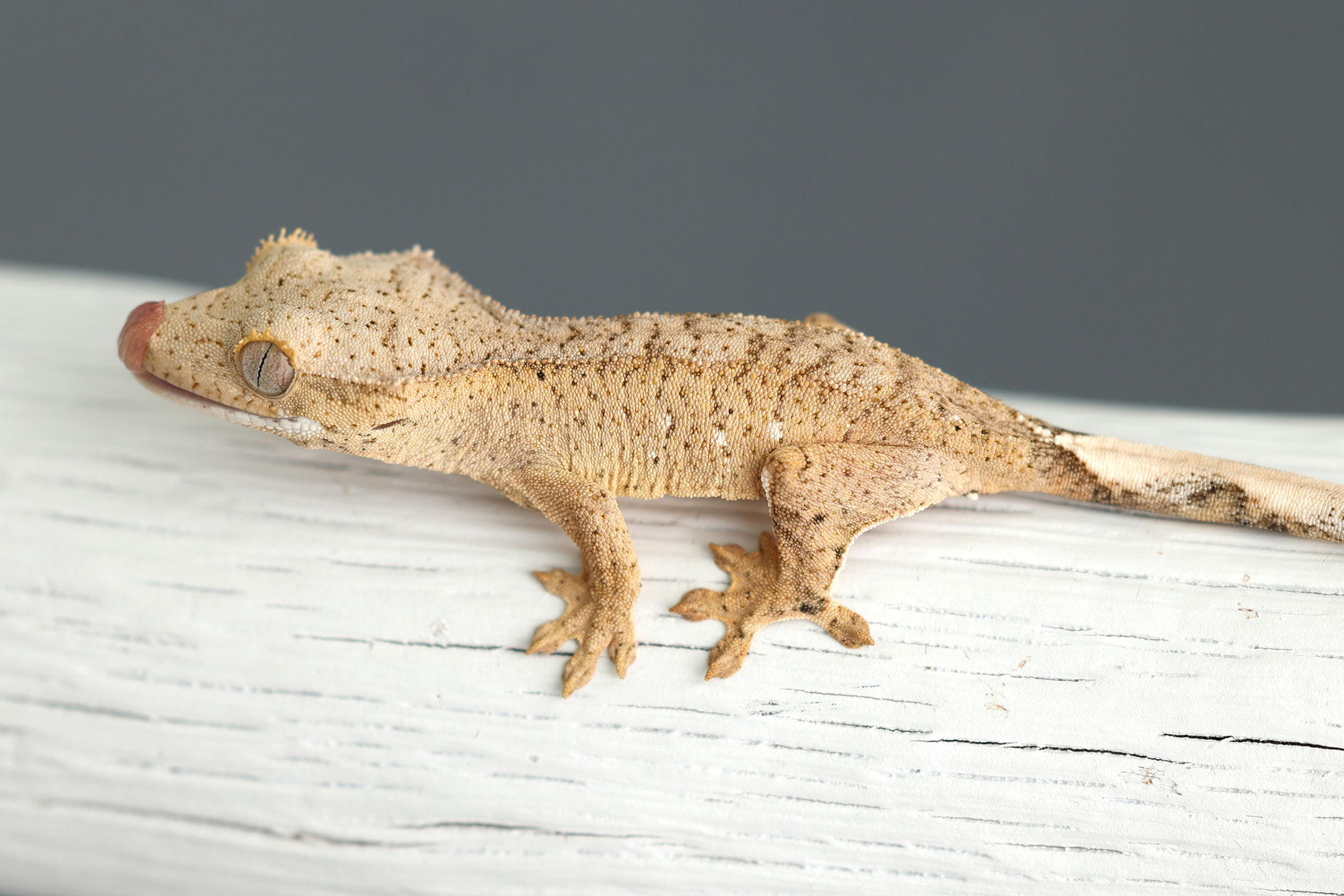 66% Het Axanthic Crested Gecko