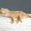 Thumbnail: 66% Het Axanthic Crested Gecko