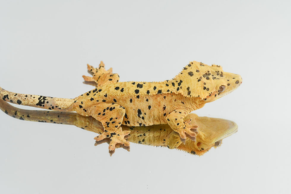 Thumbnail: Super Dalmatian Crested Gecko