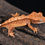 Thumbnail: Pinstripe Crested Gecko