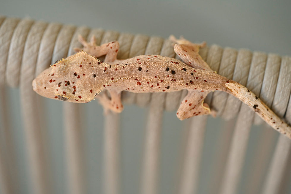 Thumbnail: Mardi Gras Super Dalmatian Crested Gecko