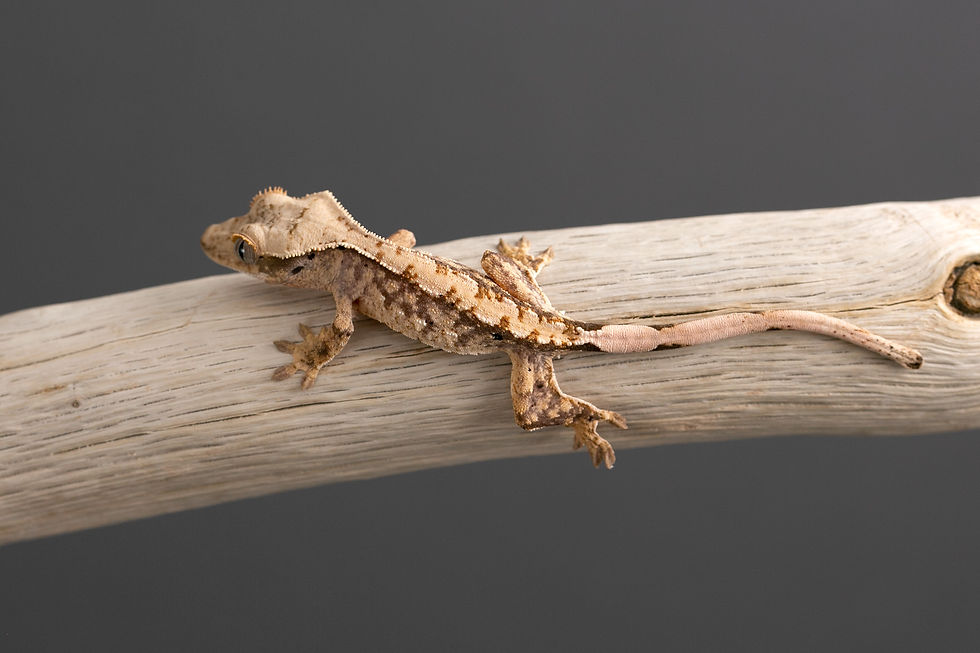 Thumbnail: Extreme Harlequin Crested Gecko