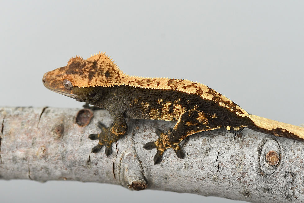Thumbnail: High Contrast Partial Pinstripe Crested Gecko