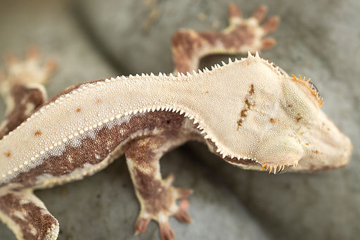Red Lilly White Crested Gecko | Fringemorphs