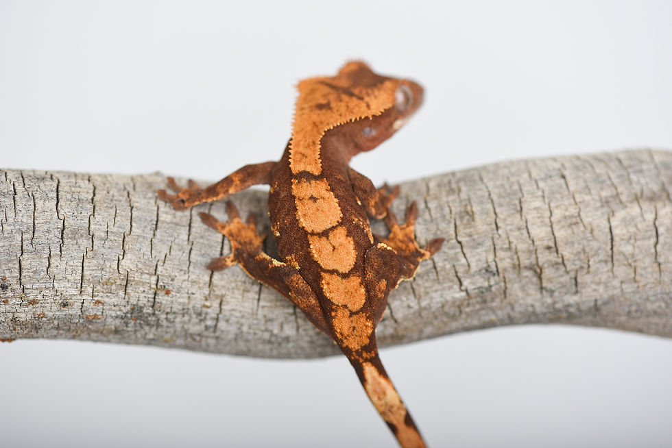 Thumbnail: Red Harlequin Crested Gecko