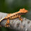 Thumbnail: High-Contrast Extreme Harlequin Crested Gecko