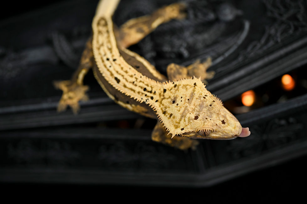 Thumbnail: HET Empty Back Quad-Stripe Crested Gecko