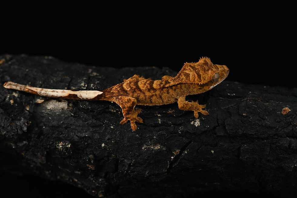 Thumbnail: Bold Stripe Tiger Crested Gecko
