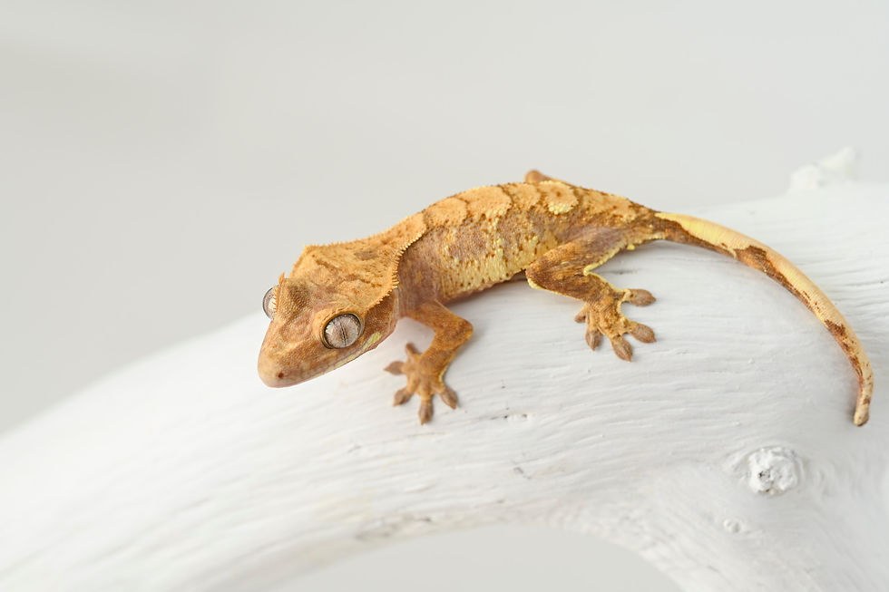 Red & Cream Extreme Harlequin Crested Gecko