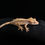 Thumbnail: Tri-Color Pinstripe Crested Gecko