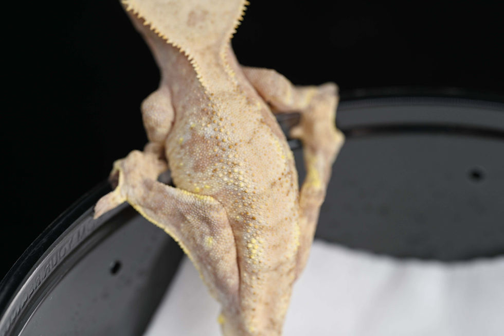 Thumbnail: Pink & Cream Extreme Harlequin Crested Gecko