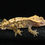 Thumbnail: Harlequin Crested Gecko