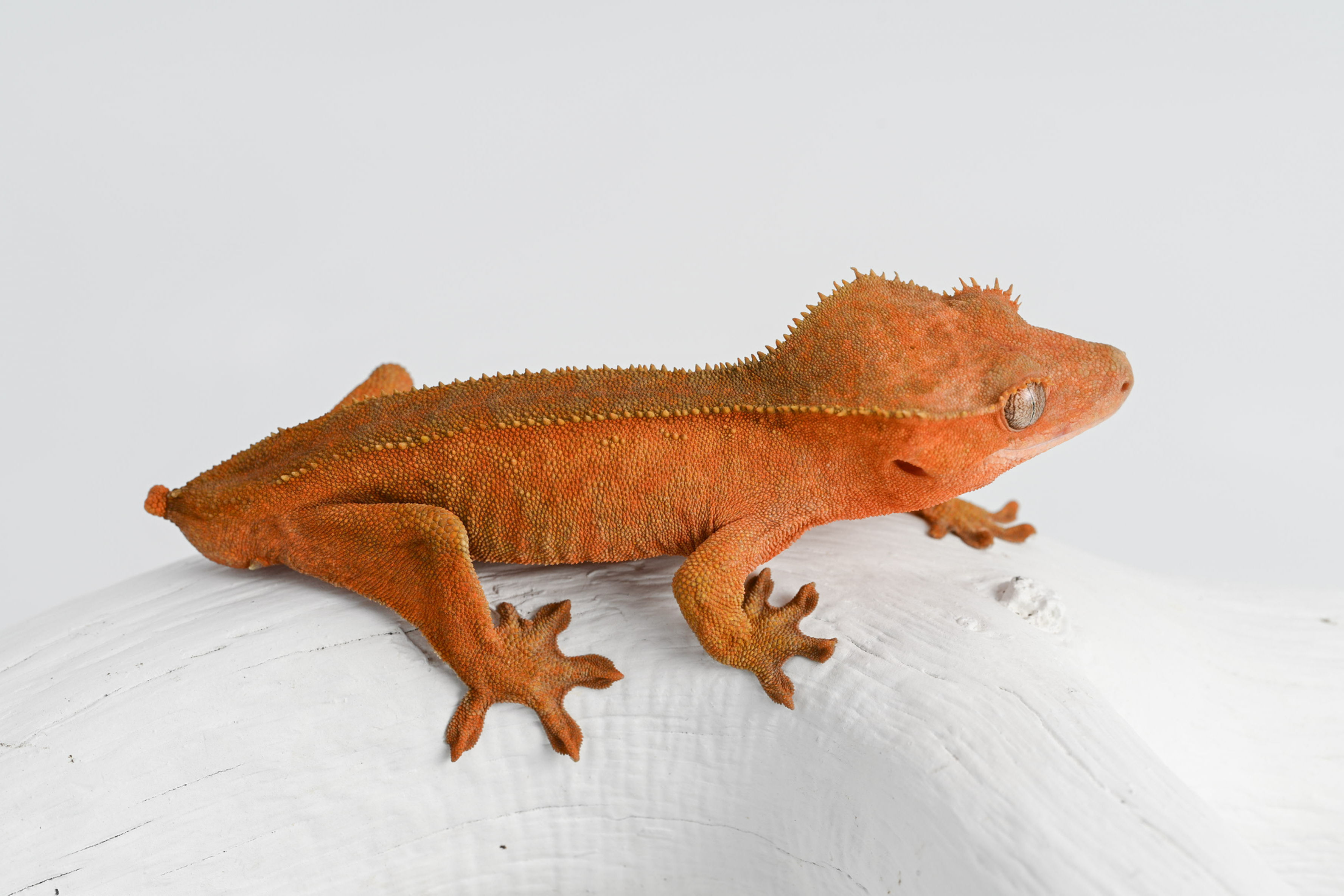 Red Phantom Pinstripe Crested Gecko