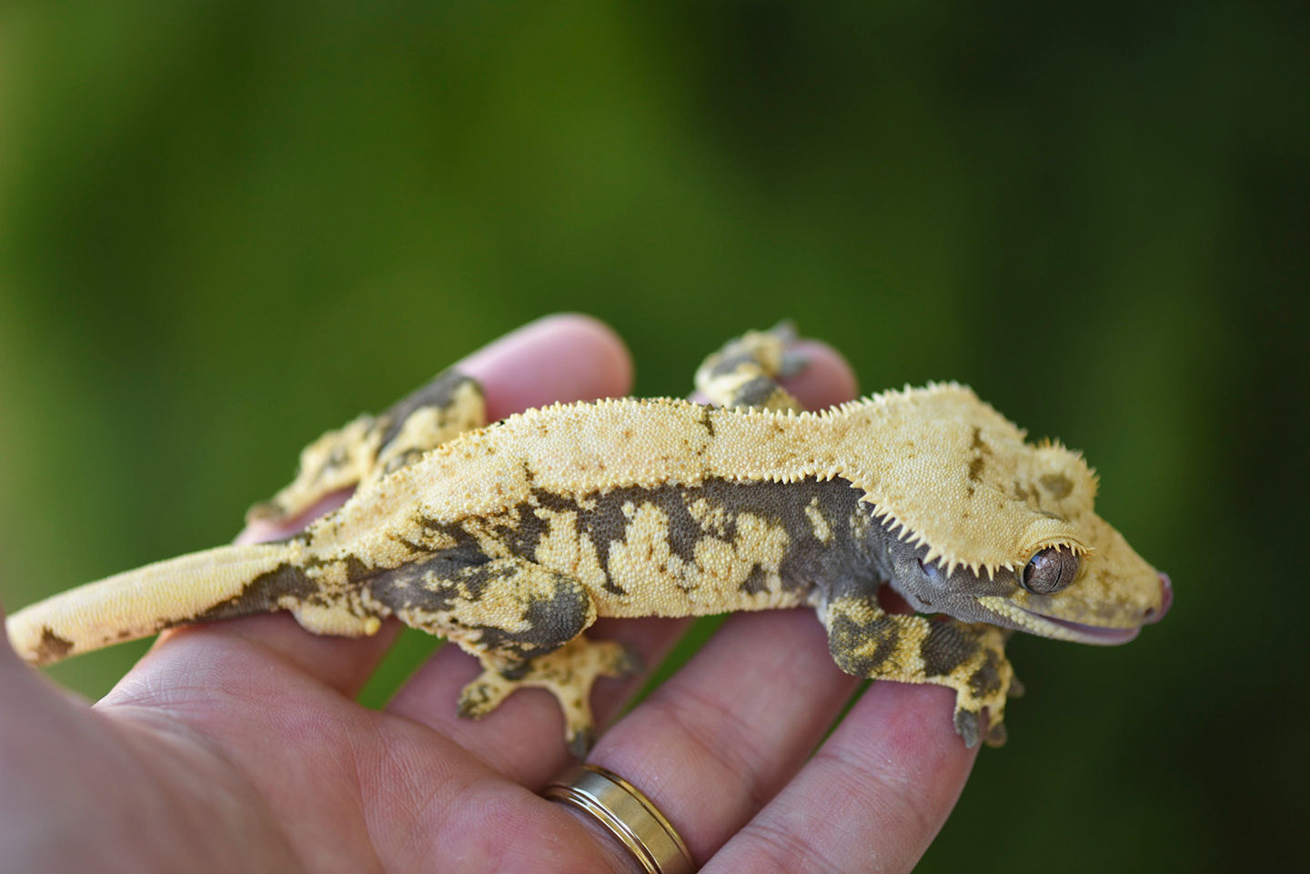 Cream/Extreme Harlequin Crested Gecko