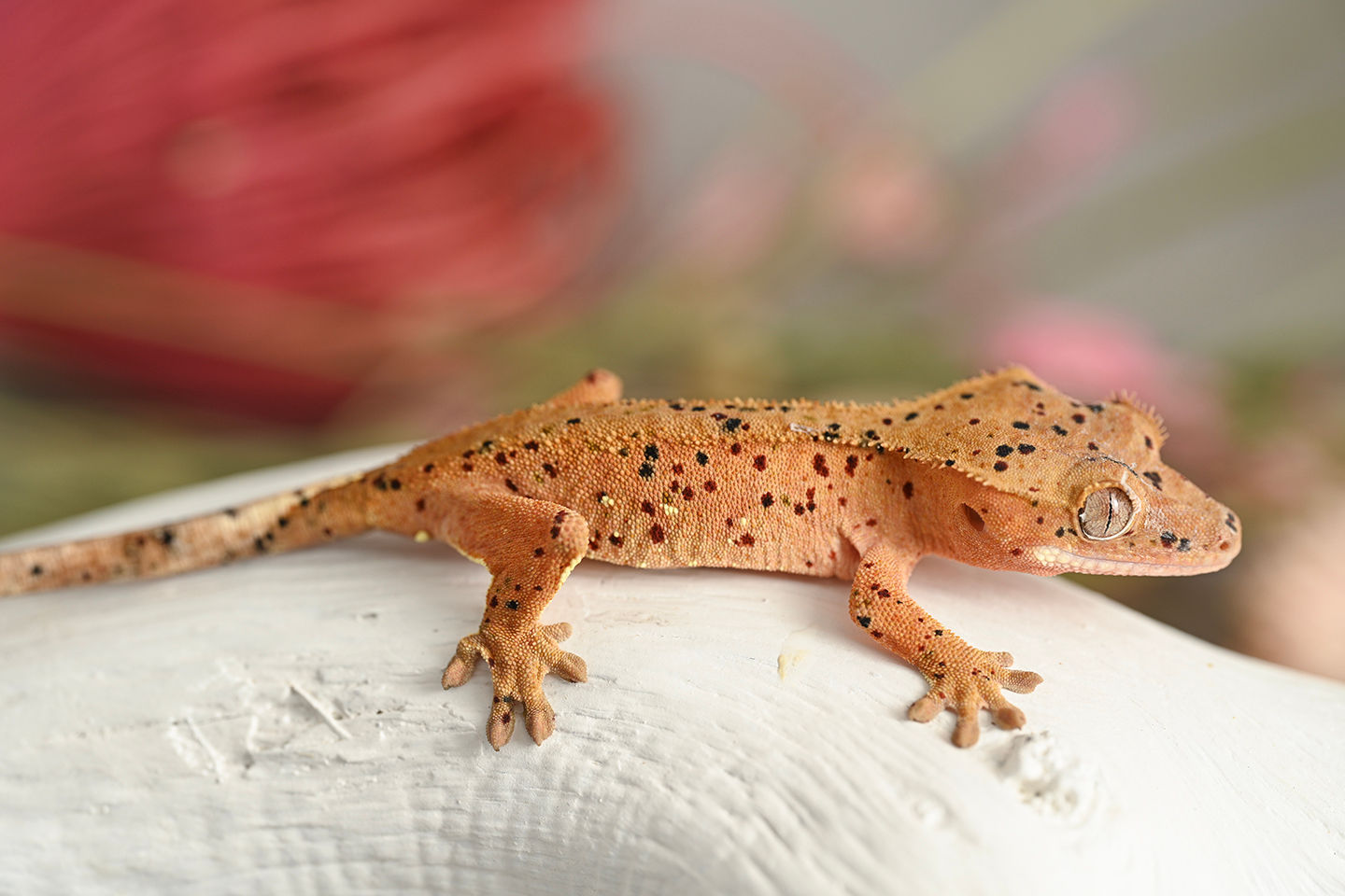 Mardi Gras Super Dalmatian Crested Gecko