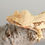 Thumbnail: High Expression Lilly White Crested Gecko