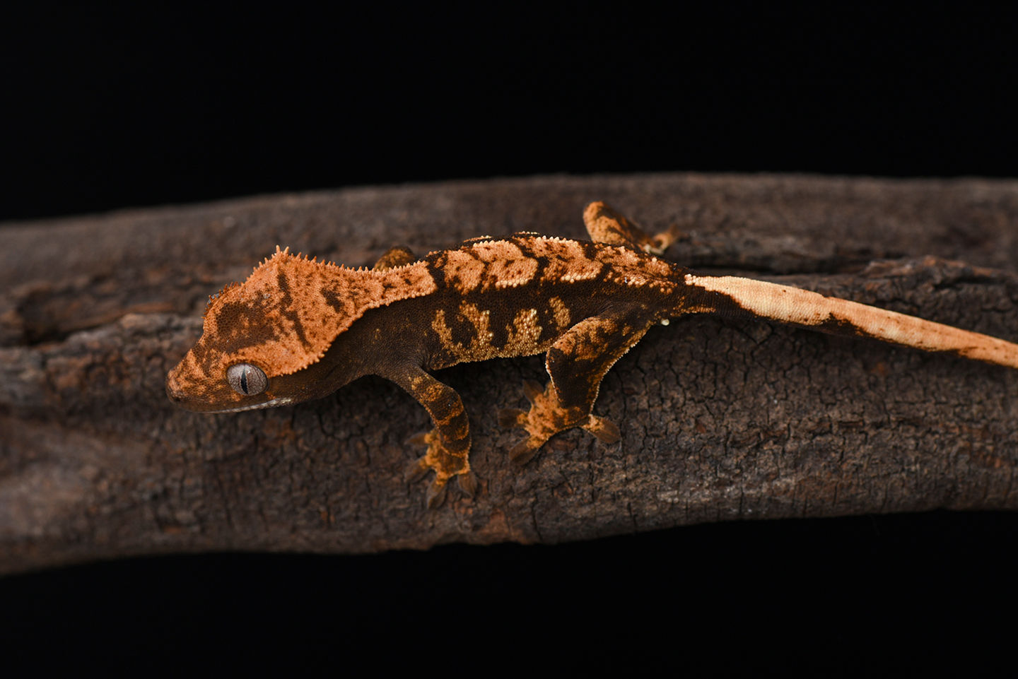 High Contrast Harlequin Crested Gecko