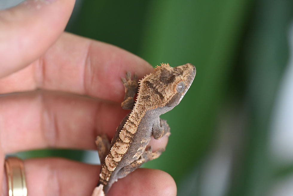 Thumbnail: High Contrast Harlequin Crested Gecko