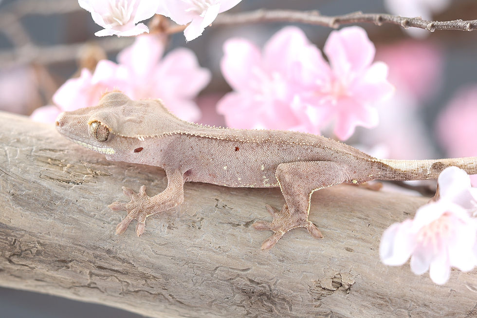Thumbnail: Pink Lines with White Portholes Crested Gecko