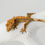 Thumbnail: High Contrast Harlequin Crested Gecko
