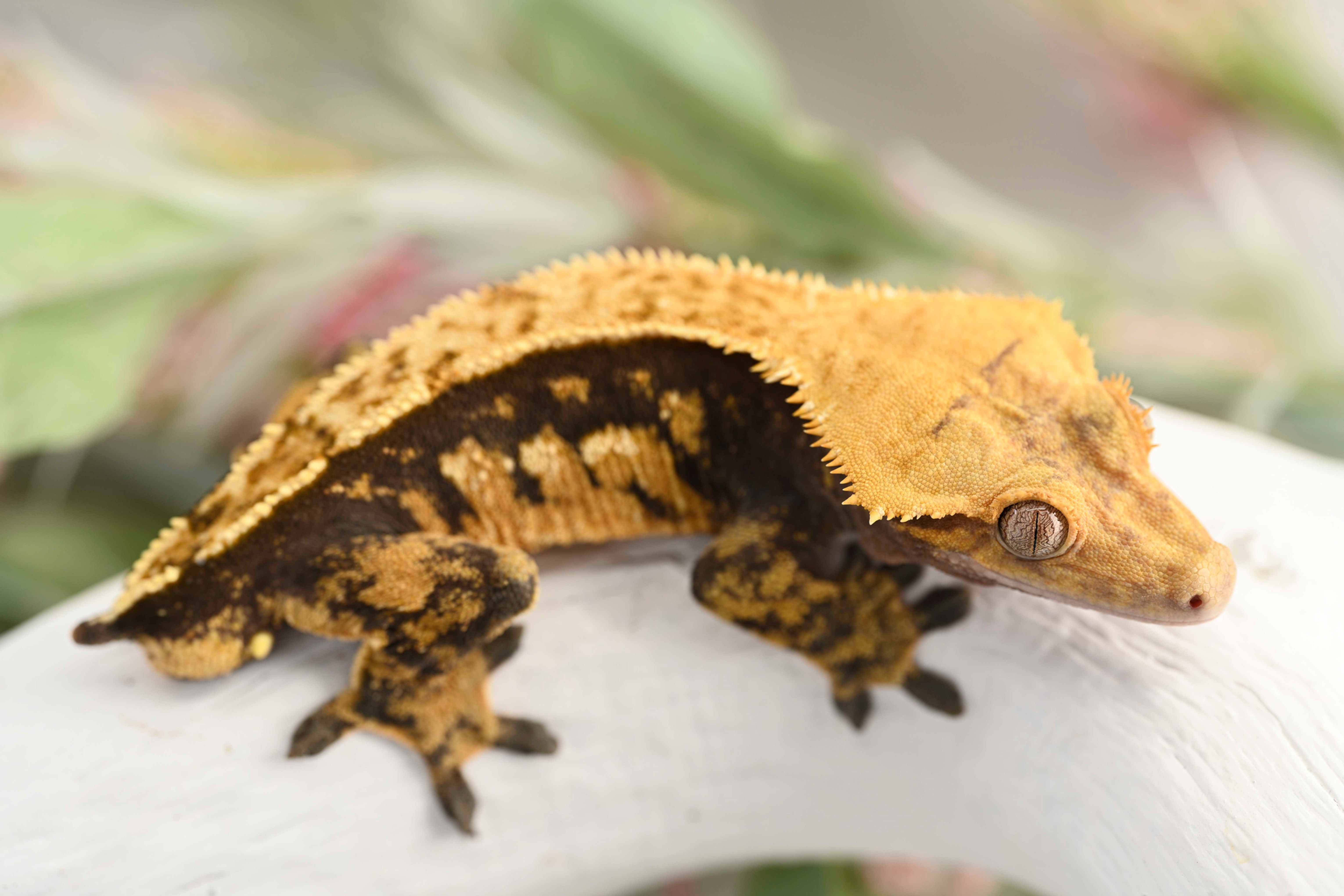 Pinstripe  Crested Gecko