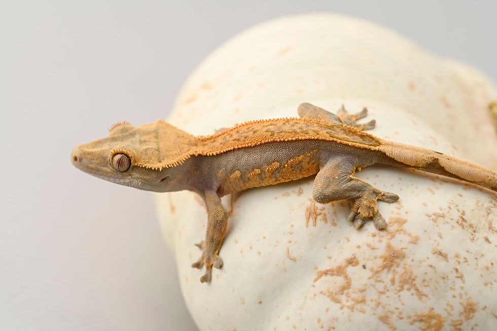 60% OFF: Arctic Sunset Line: Lavender/Tangerine Pinstripe Crested Gecko