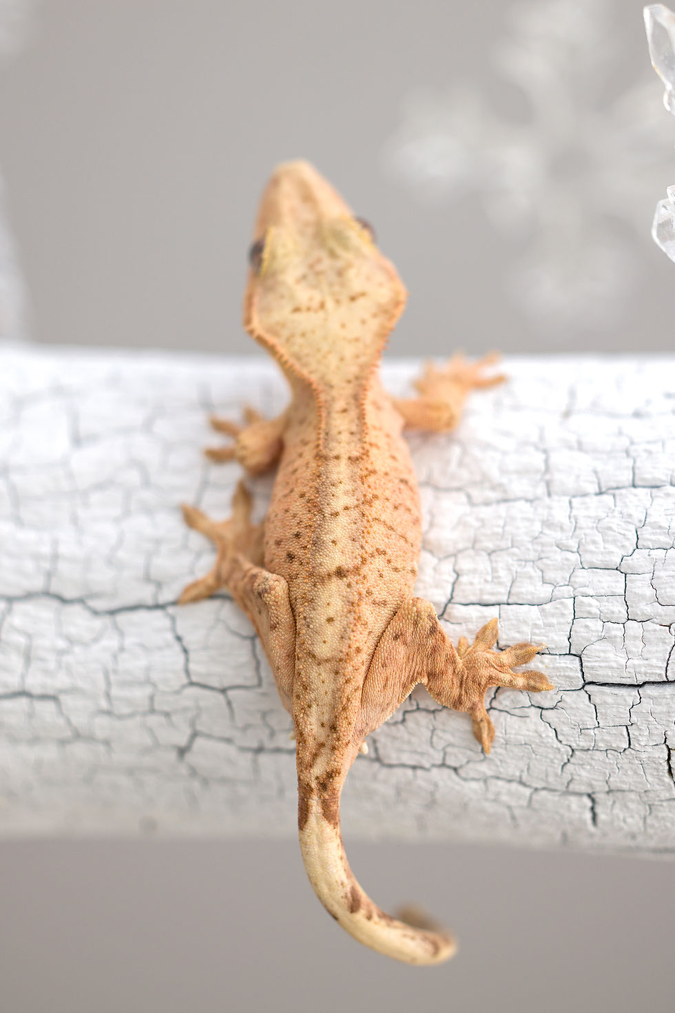 Thumbnail: 66% Het Axanthic Crested Gecko