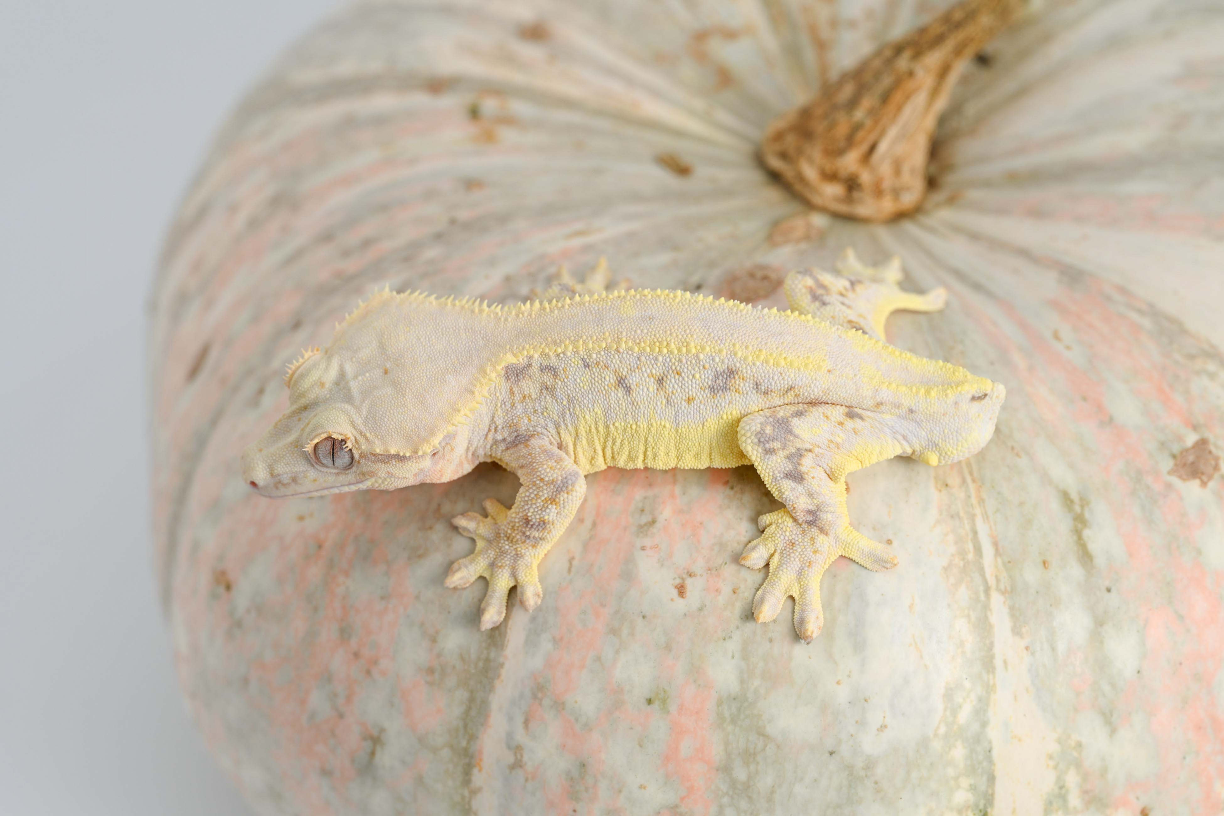 Lavender High Expression Lilly White Crested Gecko